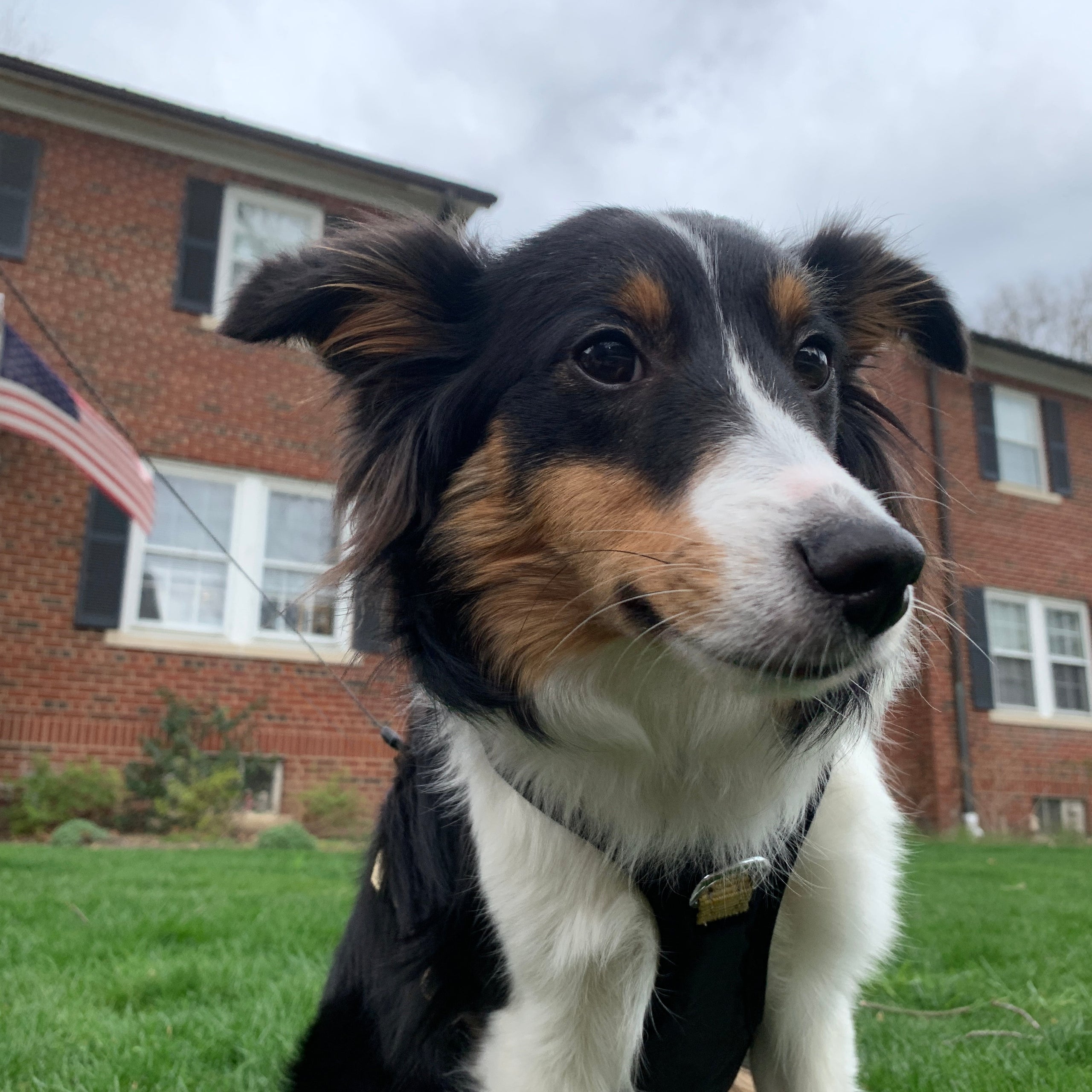 West point dog collar hotsell